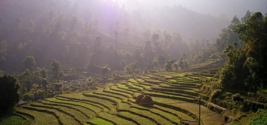 Nepal, risaie