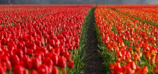 Olanda, tulipani
