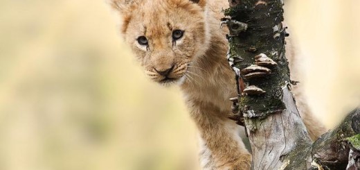 Tanzania, cucciolo leone