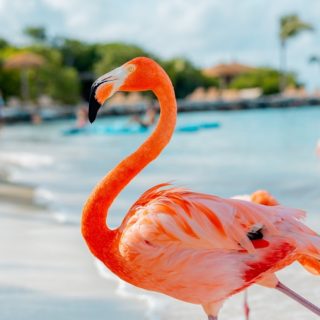 Aruba, fenicottero