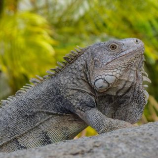 Aruba, iguana