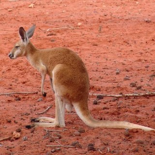 Australia, canguro
