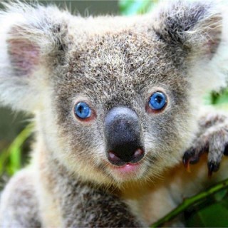Australia, koala