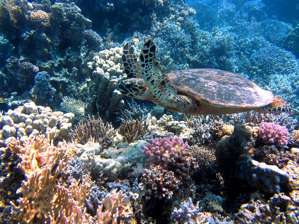 Un Viaggio Di Nozze Nel Mar Dei Coralli Quandoandare Info