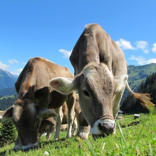 Austria, mucche al pascolo