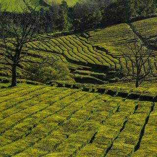 Azzorre, piantagione del tè