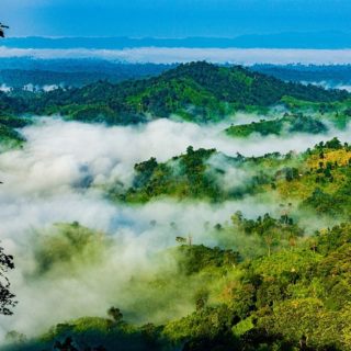 Bangladesh, giungla