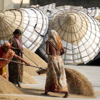 Bangladesh, raccolta del riso