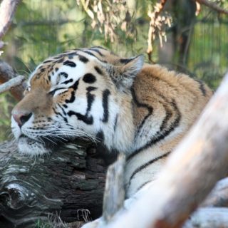 Bangladesh, tigre