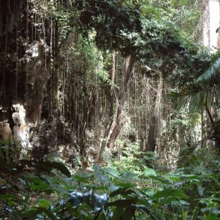 Barbados, giungla