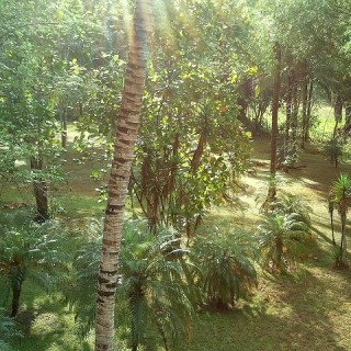Belize, foresta tropicale