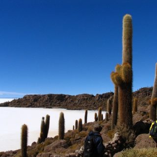 Bolivia, cactus nel deserto salato