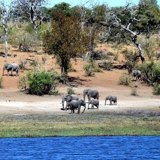 Botswana, elefanti