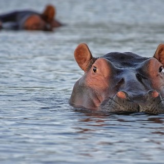Botswana, ippopotami