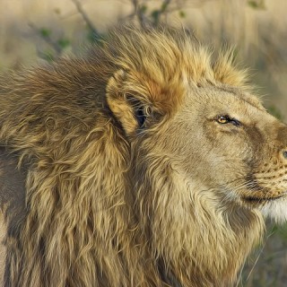 Botswana, leone