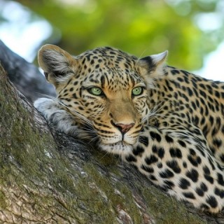 Botswana, leopardo