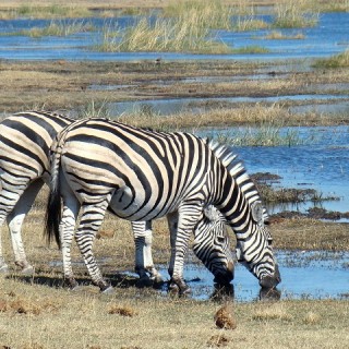 Botswana, zebre