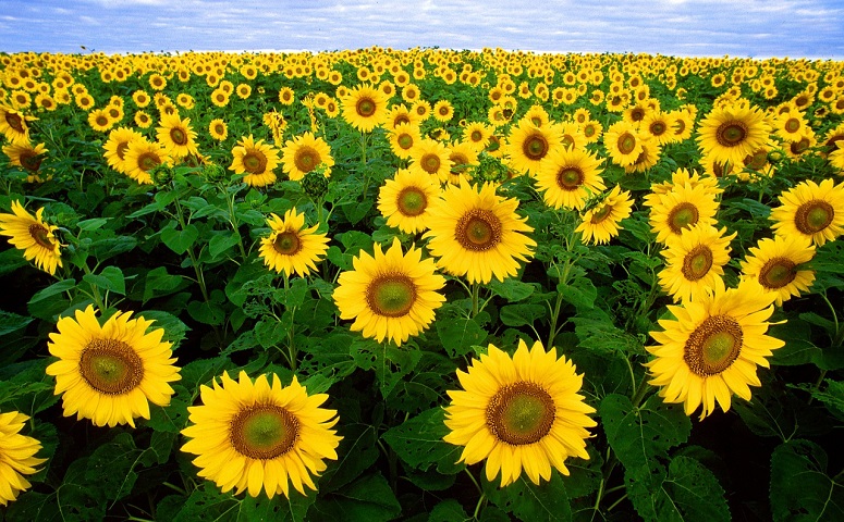 Campo di girasoli, Toscana