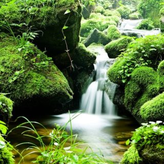 Corea, foresta