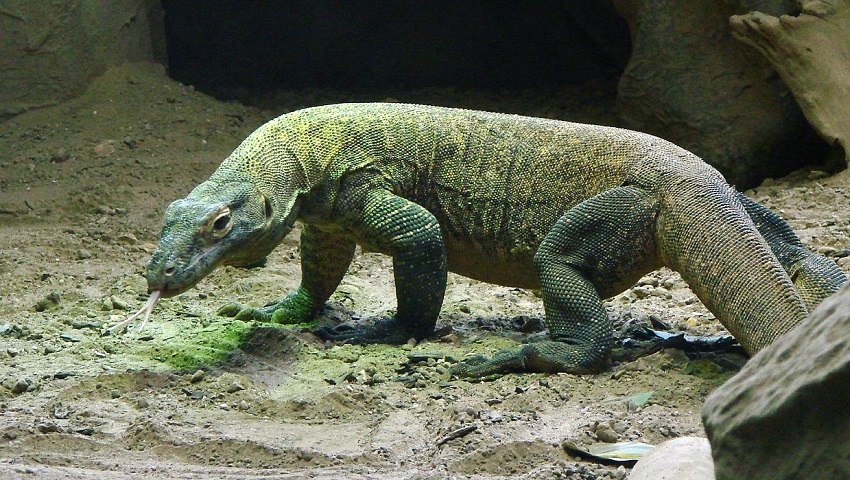 Drago di Komodo