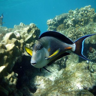Egitto, barriera corallina