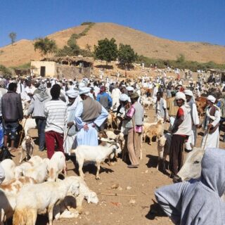 Eritrea, mercato di animali