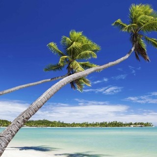 Fiji, palme sulla spiaggia