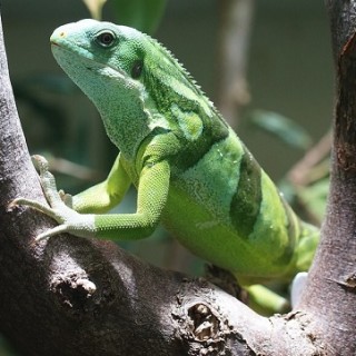 Fiji, iguana