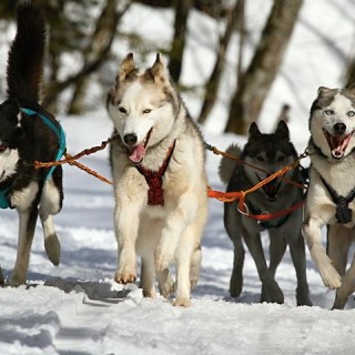 Finlandia, cani da slitta
