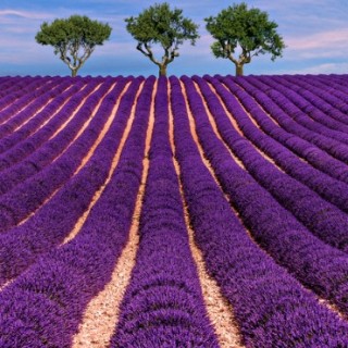 Francia, campi di lavanda in Provenza