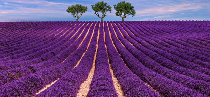 Valensole, Francia, campi di lavanda