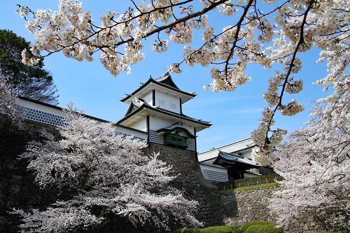 Giappone, Castello di Kanazawa fioritura dei ciliegi