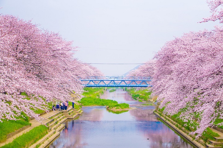 Giappone, fioritura dei ciliegi, ponte