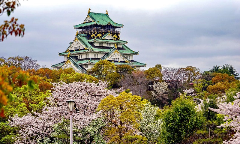 Giappone, Osaka fioritura dei ciliegi