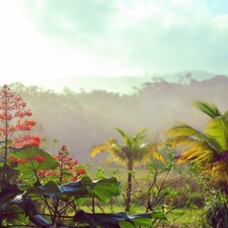 Guyana, foresta tropicale