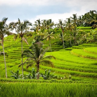 Bali, risaie