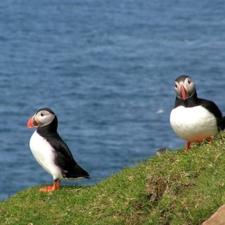Isole Faroe, uccello Puffino