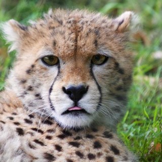 Kenya, ghepardo