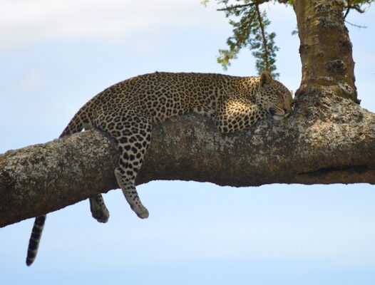 Leopardo