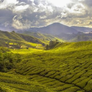 Malesia, terrazzamenti di tè