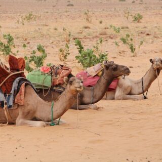 Mauritania, cammelli
