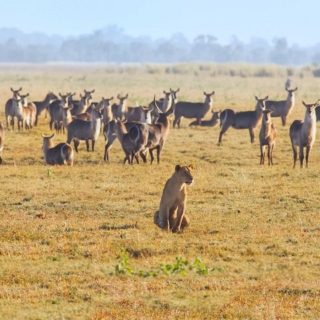 Mozambico, Parco Gorongosa