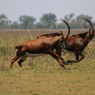 Mozambico, safari