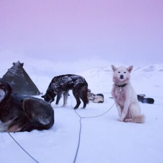 Isole Svalbard, cani da slitta
