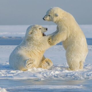 Svalbard, orsi polari
