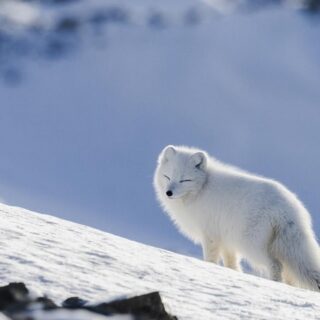 Isole Svalbard, volpe polare