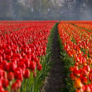 Olanda, campo di tulipani