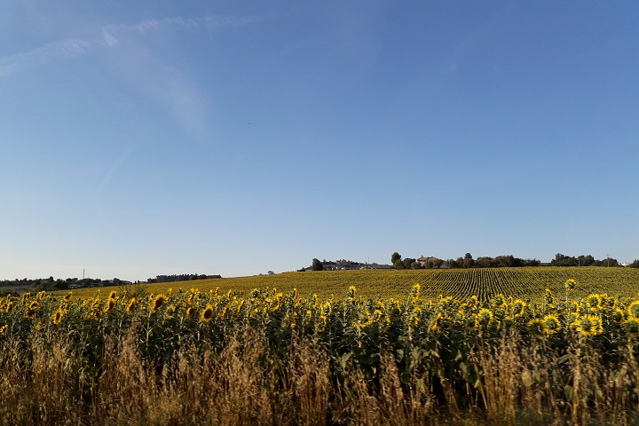 Campagne intorno ad Osimo