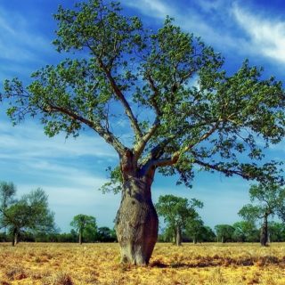 Paraguay, albero Ceiba