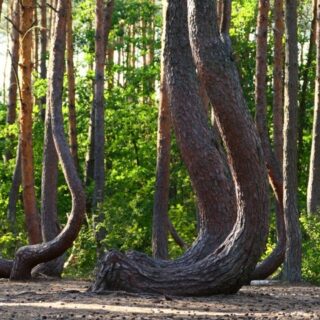 Polonia, Crooked Forest
